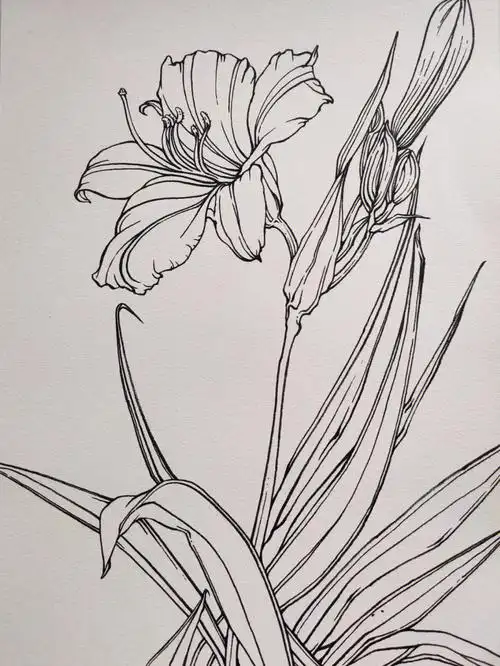 笔:斑马秀丽笔#我的随手画  #画画  #画画的日常  #绘画  #白描