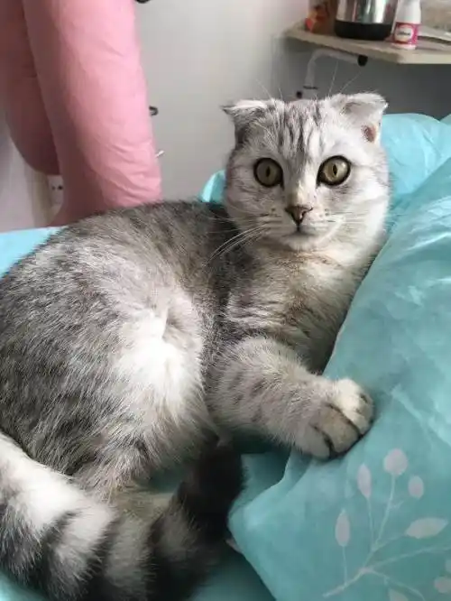 自家折耳小猫四只半个月发接受预订