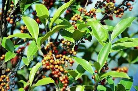 中文名:狗骨柴别称:白鸡金,白秋铜盘,狗骨子三萼木拉丁学名:diplospor