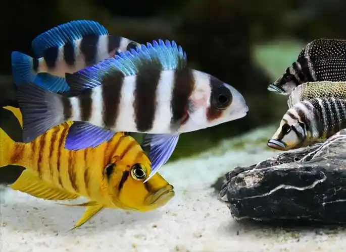 小型热带鱼品种大全图片(30种常见热带观赏鱼)