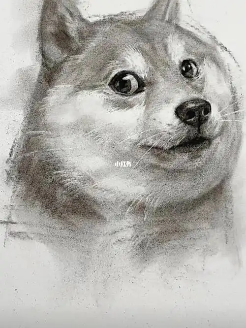 素描动物 #狗头