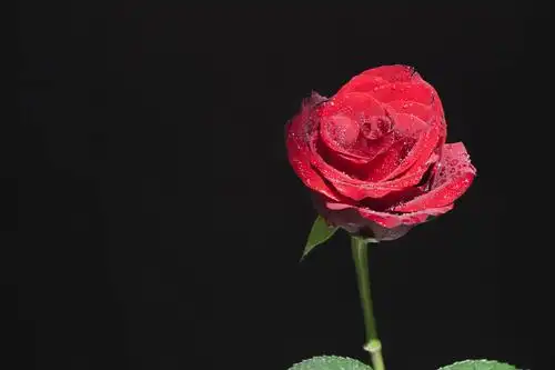 红玫瑰,黑色背景,玫瑰花,背景