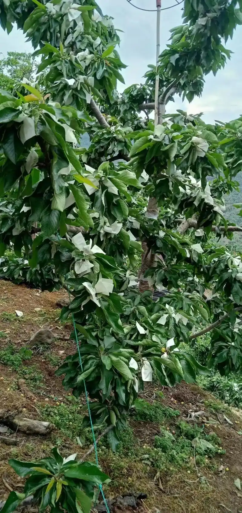 黑珍珠车厘子.家人们,四川雅安老家的车厘子(黑珍珠)脆甜多汁 - 抖音
