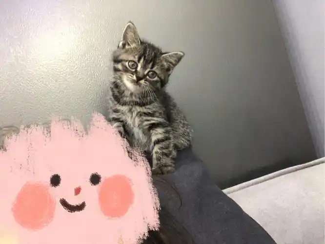 英短和美短生下来的小狸花可爱呀