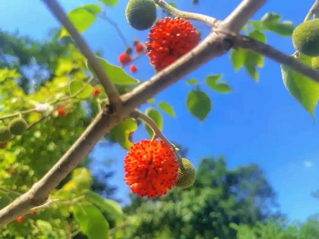 楮实子.是楮树(学名构树)的果实,也有地方叫野杨梅,小鸟吃这 - 抖音