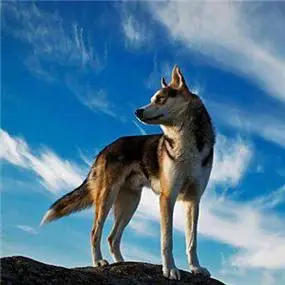 狼回头霸气图片头像