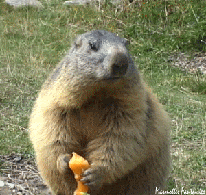 300_285gif 动态图 动图