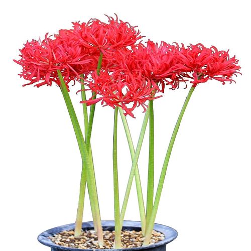 彼岸花种子曼珠沙华绿植盆栽彼岸花种球石蒜花室内种球