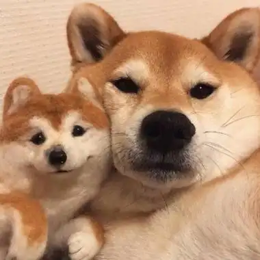 2021萌宠动物闺蜜情侣头像一人一张