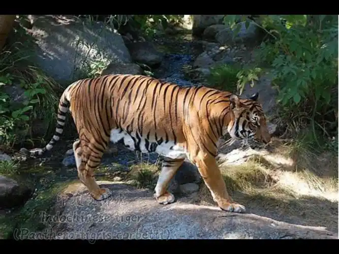 野生动物 所有亚种的老虎的吼叫声