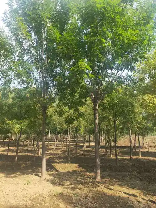 科白蜡属植物的通称,又称梣(cén),因树上放养白蜡虫,故取名白蜡树,又