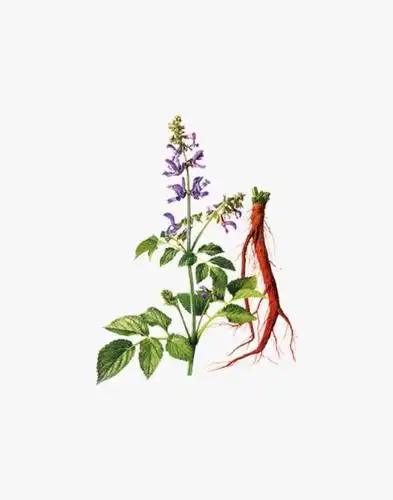 丹参是一种什么样的植物