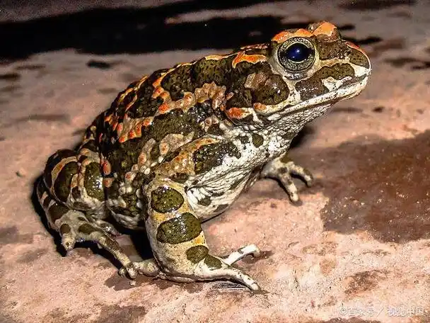 角蛙的美食世界:它们究竟吃什么?一探究竟!