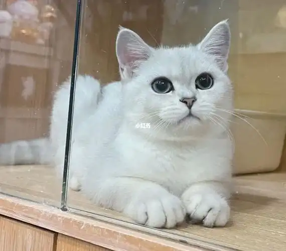 实物拍摄 支持上门 998带走 #宠物  #猫  #银渐层  #英短银渐层  #银