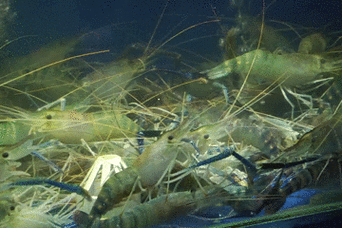 春华和卡卡来到餐厅的海鲜池,这么活泼的九节虾,当然不能错过啦