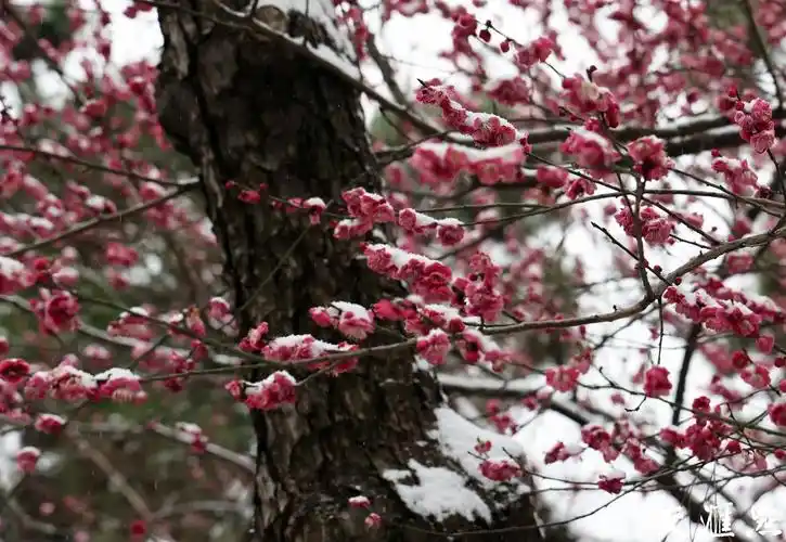 雪中梅花枝头俏