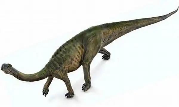 "板龙"意为"平板的爬行动物",体型巨大,是地球上的第一种巨型恐龙.