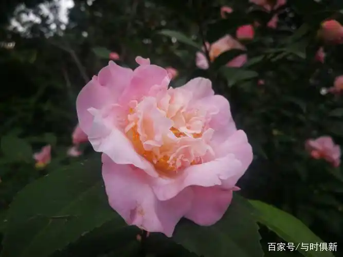 厦门仙岳山上,静观粉色的烈香山茶花怒放