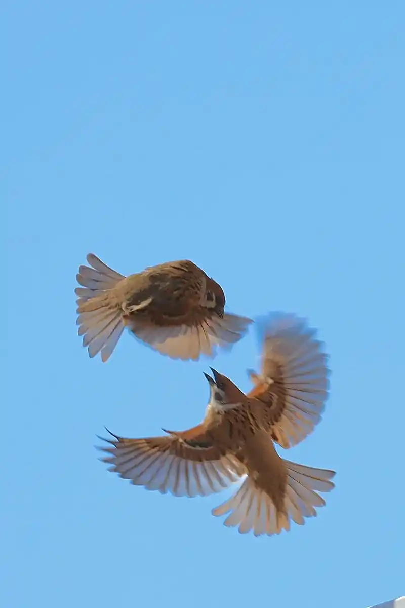 自由麻雀 95 拍摄灵感:疫情禁足,只能在小区里拍拍鸟儿,羡 - 抖音