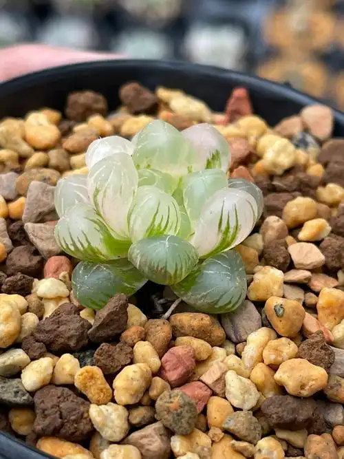 龙哥多肉植物姬玉露玉露十二多肉植物