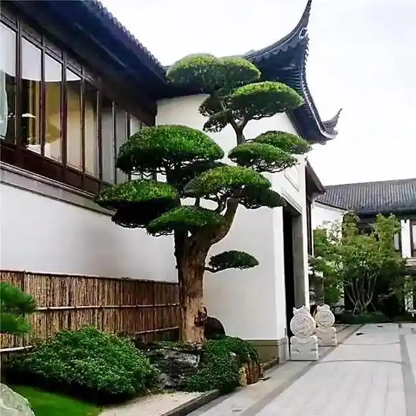 如果家庭有个小庭院,很多人除了养花种菜之外,还会种上几棵树.