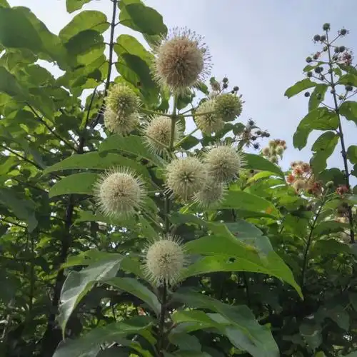 现挖新鲜水杨梅根水团花水杨柳纯根绣球中草其他药食同源食品