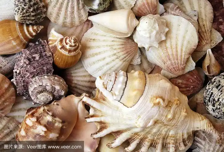 各种各样的贝壳