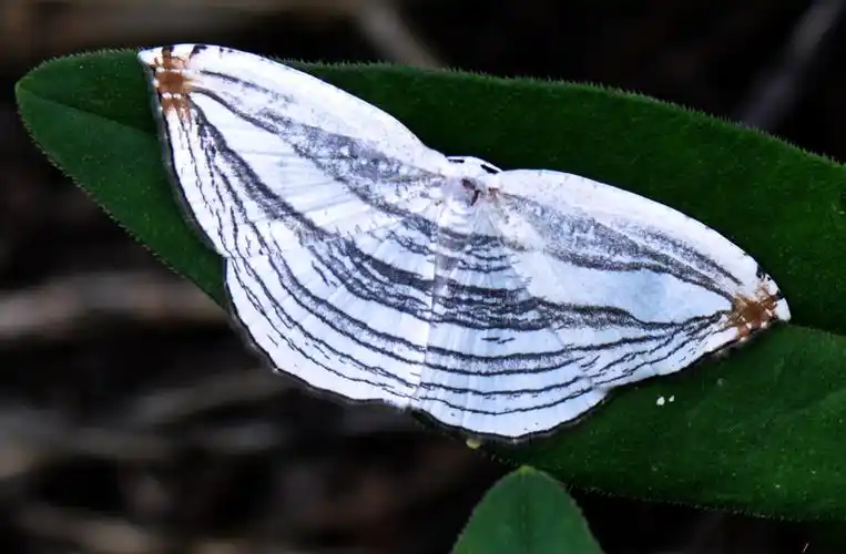 中国昆虫鳞翅目(蛾)