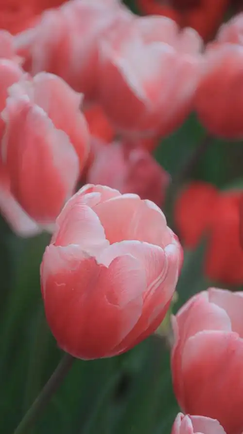 鲜艳优雅的郁金香768x1280分辨率查看