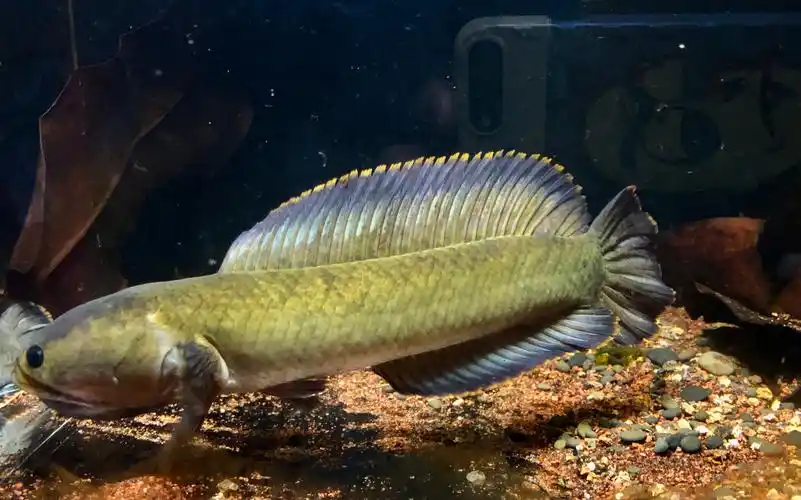 浅秀一下南鳢的状态