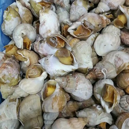 白螺爱尔兰冷冻无冰熟冻翡翠北蛾海鲜5kg规格海螺