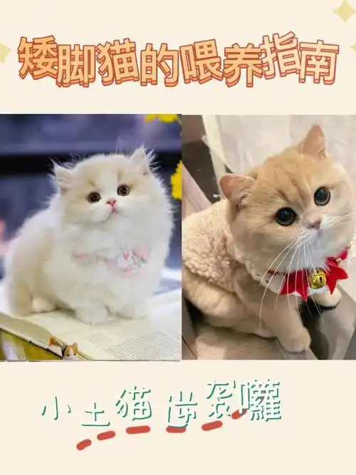 矮脚猫的喂养指南新手猫舍养猫指南