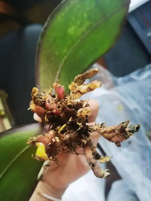 蝴蝶兰养护  ##蝴蝶兰气生根  #蝴蝶兰