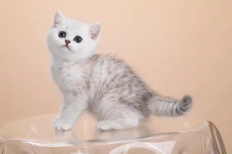 一窝银渐层小可爱,银白银白的太好看了