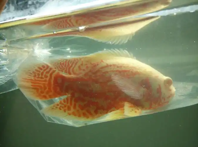 地图鱼求辨别公母 要是看不清楚可以让我再发一张