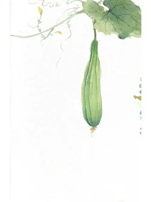 水彩手绘丝瓜