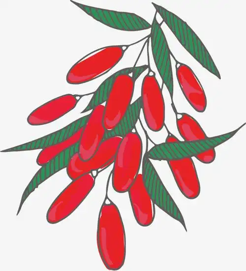 矢量手绘枸杞子