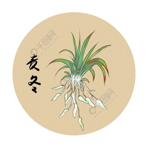 纯原创手绘中药草本植物麦冬模板免费下载_psd格式_2000像素_编号3689