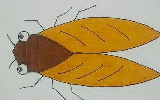 【简笔画】知了,每天一幅简笔画