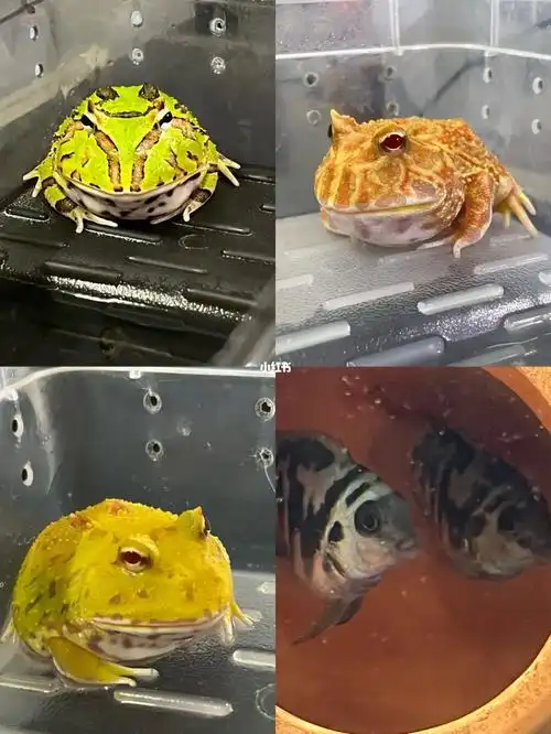 蝴蝶角蛙  #角蛙  #南瓜角蛙  #皮卡丘角蛙