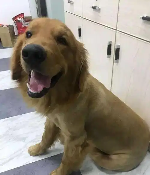 主人亲自给金毛理发,造型太美了,仿佛一只拉布拉多!