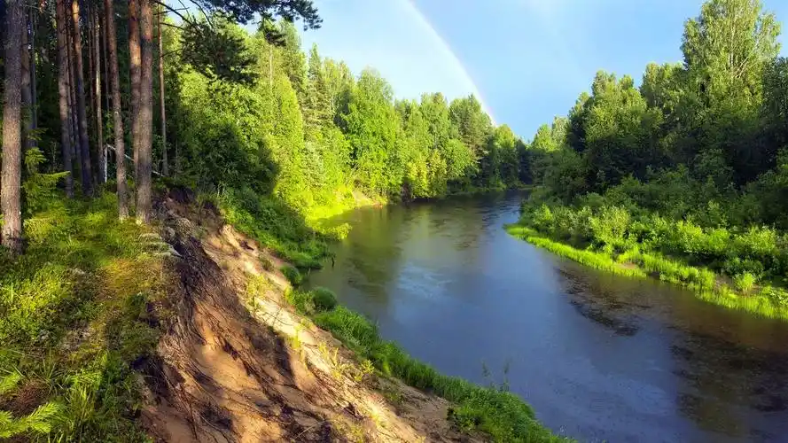 绿色森林自然风光图片电脑桌面壁纸_风景壁纸_壁纸下载_美桌网