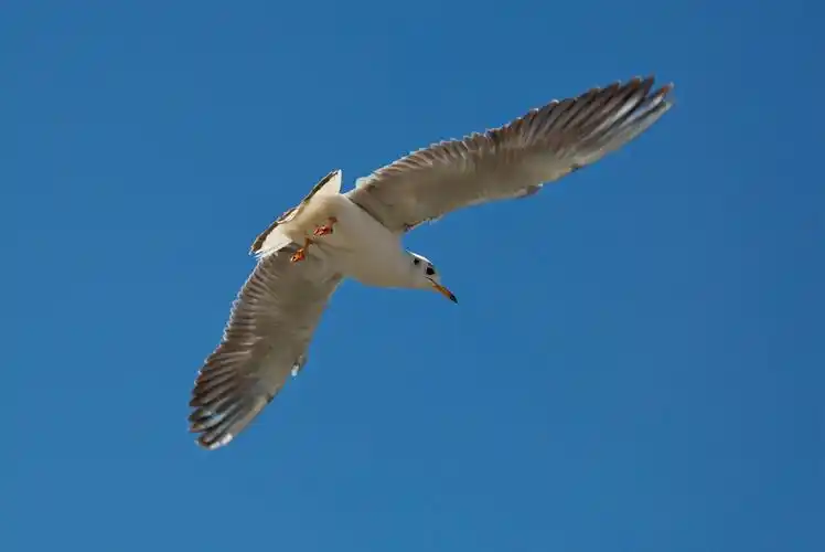 天空中翱翔的海鸥1920x1200分辨率查看