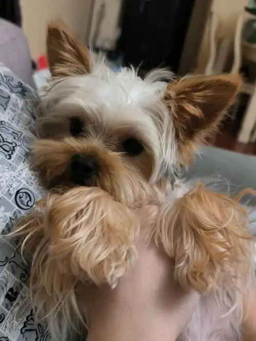 刚洗完澡的金毛狮子狗来了