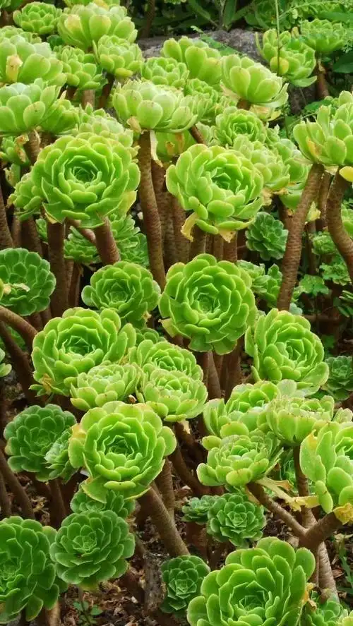 多肉植物多肉动物卡通头像(多肉植物和多肉动物)-措必培