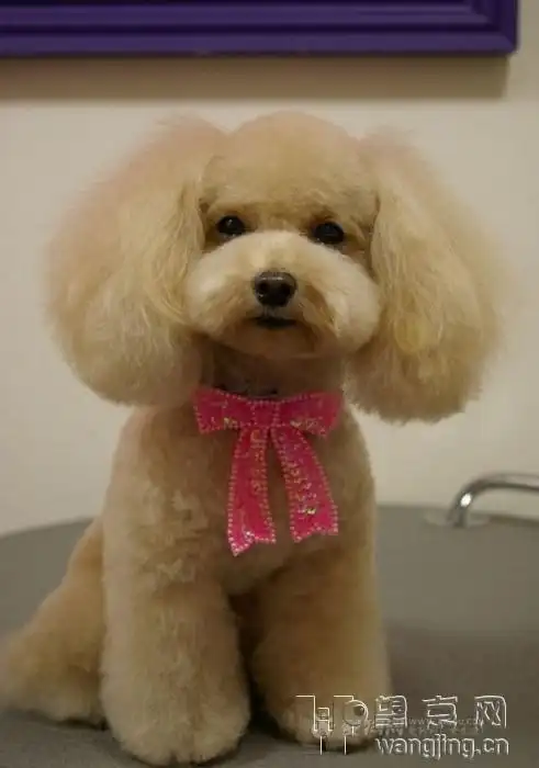 话题大杂烩贵宾犬造型图赏泰迪