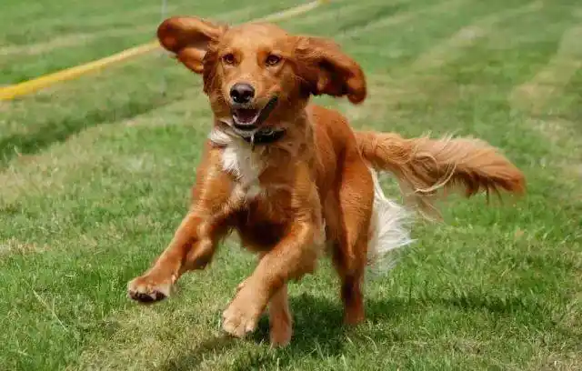 狗狗奔跑时的表情有可爱有霸气也有搞笑