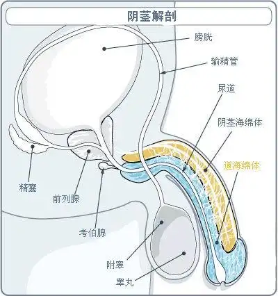 > 正文 交感神经兴奋,小动脉及血管窦的平滑肌细胞收缩,海绵体压力