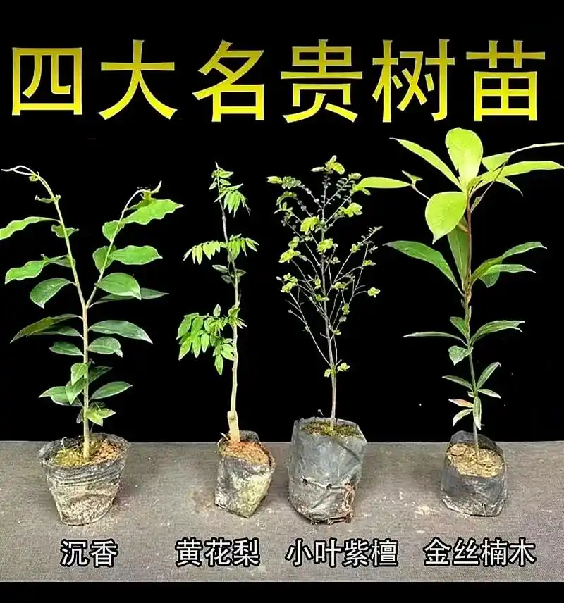 识别四大名贵树种#图片收藏. - 抖音