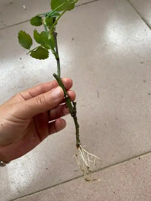 记录一下第一次扦插成功的月季